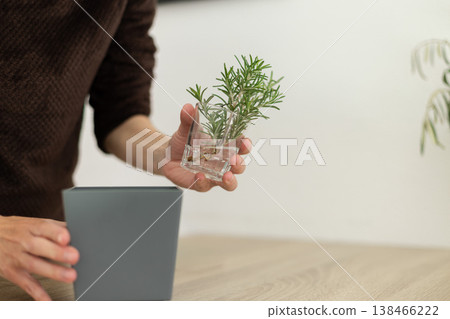 Woman preparing pot for potting young shoot with roots in a pot with soil. Woman preparing pot for potting young shoot with roots in a pot with soil. 138466222