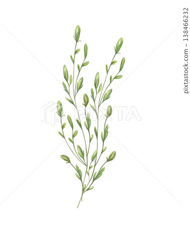 Watercolor green stem with small unopened buds bellflower bouquet illustration on isolated background. Hand painted campanula for spring greeting cards, botanical stationery, herbal cosmetics 138466232