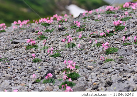 A cluster of Dicentra peregrina flowers – a landscape of Mt. Norikura. A cluster of Dicentra peregrina flowers – a landscape of Mt. Norikura. 138466248