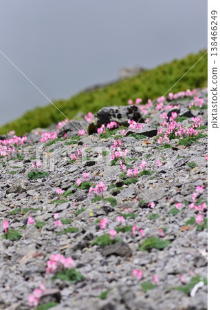A cluster of Dicentra peregrina flowers – a landscape of Mt. Norikura. A cluster of Dicentra peregrina flowers – a landscape of Mt. Norikura. 138466249