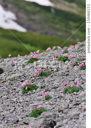 A cluster of Dicentra peregrina flowers – a landscape of Mt. Norikura. A cluster of Dicentra peregrina flowers – a landscape of Mt. Norikura. 138466253
