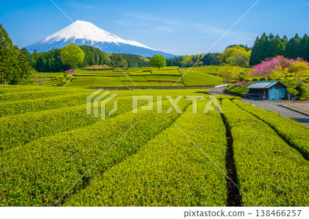 [靜岡縣] 富士山、茶園、小淵節 138466257