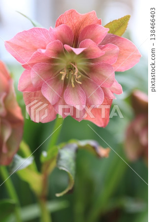 Christmas rose flowers 138466403