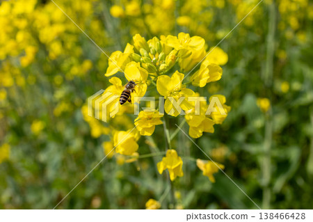 Close-up of a bee collecting nectar from rapeseed flowers. Close-up of a bee collecting nectar from rapeseed flowers. 138466428