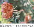 A film photograph capturing the gentle atmosphere of tiger lily flowers. 138466752