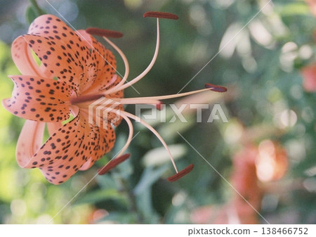 A film photograph capturing the gentle atmosphere of tiger lily flowers. 138466752