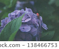 A film photograph of a red longhorn beetle on a purple hydrangea in Sakuragaoka Park, Tama City. 138466753