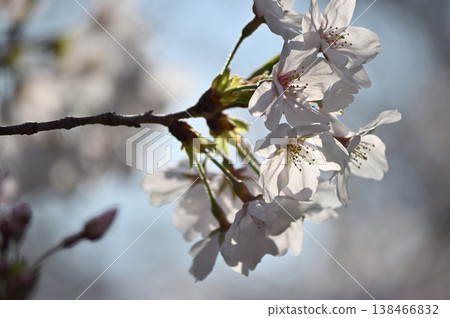 Backlit cherry blossoms Backlit cherry blossoms 138466832