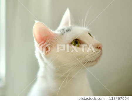 Close-up of a white cat with green eyes looking up, light smoke in the background, realistic stock photography. 138467004