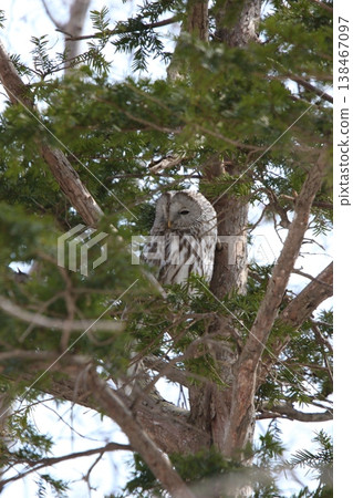 Ezo Owl, Owl, Kunnerekkamuy, Isosankekamuy, North Sea Ezo Owl, Owl, Kunnerekkamuy, Isosankekamuy, North Sea 138467097