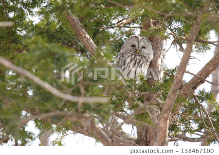 Ezo Owl, Owl, Kunnerekkamuy, Isosankekamuy, North Sea Ezo Owl, Owl, Kunnerekkamuy, Isosankekamuy, North Sea 138467100
