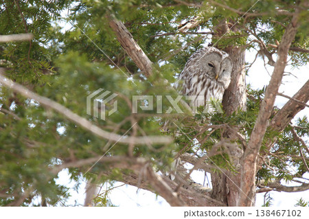 Ezo Owl, Owl, Kunnerekkamuy, Isosankekamuy, North Sea Ezo Owl, Owl, Kunnerekkamuy, Isosankekamuy, North Sea 138467102