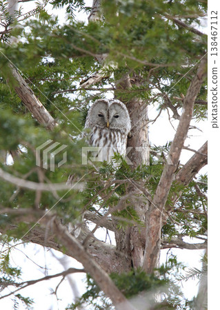 蝦夷貓頭鷹, 貓頭鷹, Kunnerek Kamuy, Isosanke Kamuy, 北海 138467112