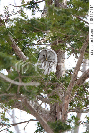 Ezo Owl, Owl, Kunnerekkamuy, Isosankekamuy, North Sea 138467114