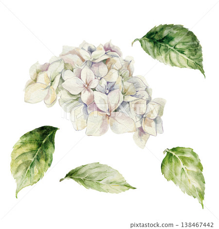 Watercolor meadow flowers set of white big hydrangea and leaves. Hand-drawn wildflowers elements isolated on white background. Holiday floral Illustration for design, print, fabric, background. Watercolor meadow flowers set of white big hydrangea and leaves. Hand-drawn wildflowers elements isolated on white background. Holiday floral Illustration for design, print, fabric, background. 138467442