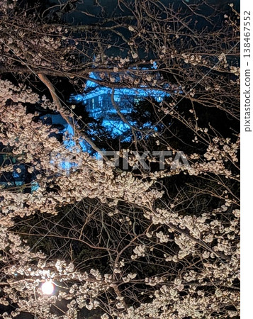 夜晚的城堡和櫻花 138467552