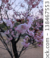 櫻花 138467553