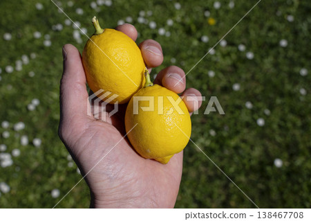 Hand Holding Two Fresh Lemons Outdoors 138467708