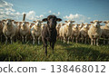 Black sheep among white sheep, being different concept 138468012