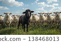 Black sheep among white sheep, being different concept 138468013