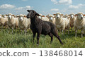 Black sheep among white sheep, being different concept 138468014