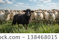 Black sheep among white sheep, being different concept 138468015