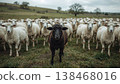 Black sheep among white sheep, being different concept 138468016