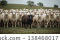 Black sheep among white sheep, being different concept 138468017