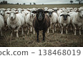 Black sheep among white sheep, being different concept 138468019