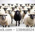 Black sheep among white sheep, being different concept 138468024