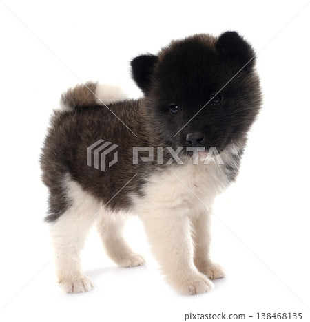 puppy amerikan akita in studio puppy amerikan akita in studio 138468135