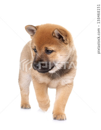 puppy shiba inu 138468151