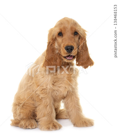 puppy cocker spaniel in studio 138468153