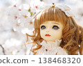 A girl doll and cherry blossoms in full bloom 138468320