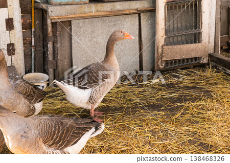 a group of domestic gray greylag geese walk around the paddock on the straw a group of domestic gray greylag geese walk around the paddock on the straw 138468326