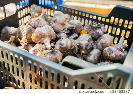 freshly harvested garlic bulbs sits in basket under sunlight, prepared for sale at local market, organic farm 138468387