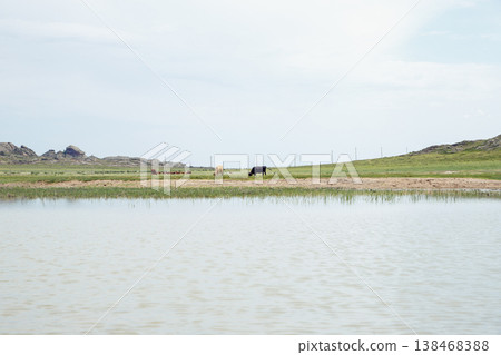 cows graze on green meadow. steppe, lake or pond and mountains cows graze on green meadow. steppe, lake or pond and mountains 138468388