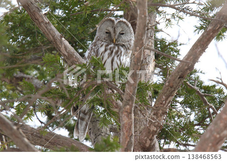 Ezo Owl, Owl, Kunnerekkamuy, Isosankekamuy Ezo Owl, Owl, Kunnerekkamuy, Isosankekamuy 138468563