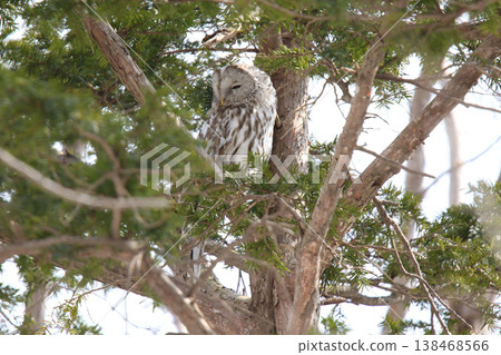 Ezo Owl, Owl, Kunnerekkamuy, Isosankekamuy, North Sea Ezo Owl, Owl, Kunnerekkamuy, Isosankekamuy, North Sea 138468566