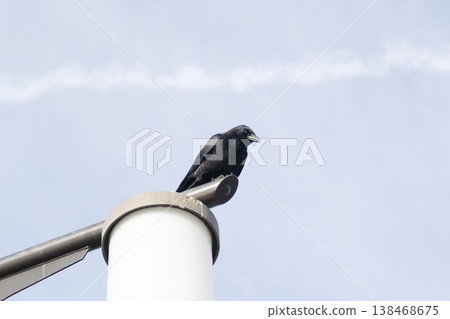 A crow on top of a streetlamp A crow on top of a streetlamp 138468675