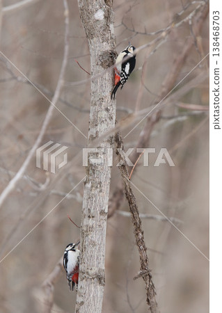 Two female Great Spotted Woodpeckers claiming their territory during the breeding season. Two female Great Spotted Woodpeckers claiming their territory during the breeding season. 138468703