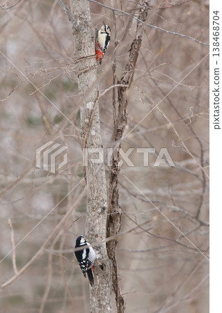 Two female Great Spotted Woodpeckers claiming their territory during the breeding season. Two female Great Spotted Woodpeckers claiming their territory during the breeding season. 138468704