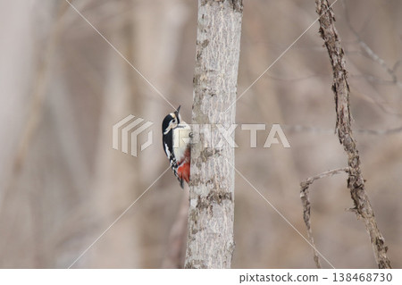 大斑啄木鳥(雌性)北海道野生鳥類 大斑啄木鳥(雌性)北海道野生鳥類 138468730