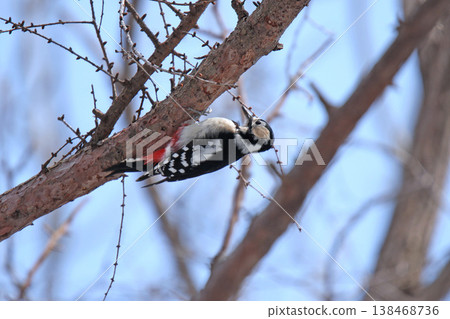 大斑啄木鳥(雌性)北海道野生鳥類 大斑啄木鳥(雌性)北海道野生鳥類 138468736