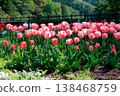 許多粉紅色的鬱金香盛開著。 138468759