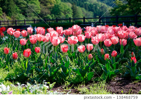 許多粉紅色的鬱金香盛開著。 138468759