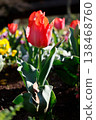 紅色鬱金香 138468760