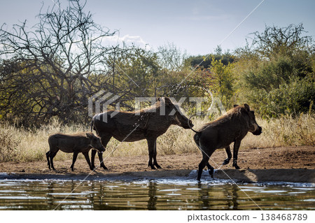 Common warthog in greater Kruger National park, South Africa 138468789
