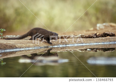 Slender mongoose in Greater Kruger National park, South Africa 138468793