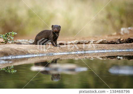 Slender mongoose in Greater Kruger National park, South Africa Slender mongoose in Greater Kruger National park, South Africa 138468796